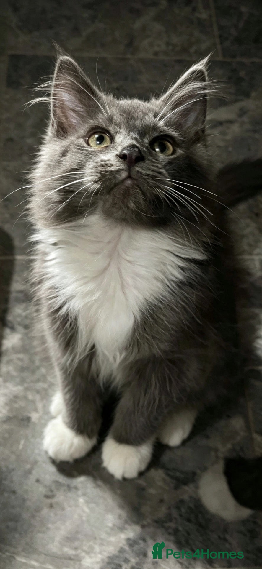 Maine Coon cats Stunning Maine coon babies very large size  - Advert 1