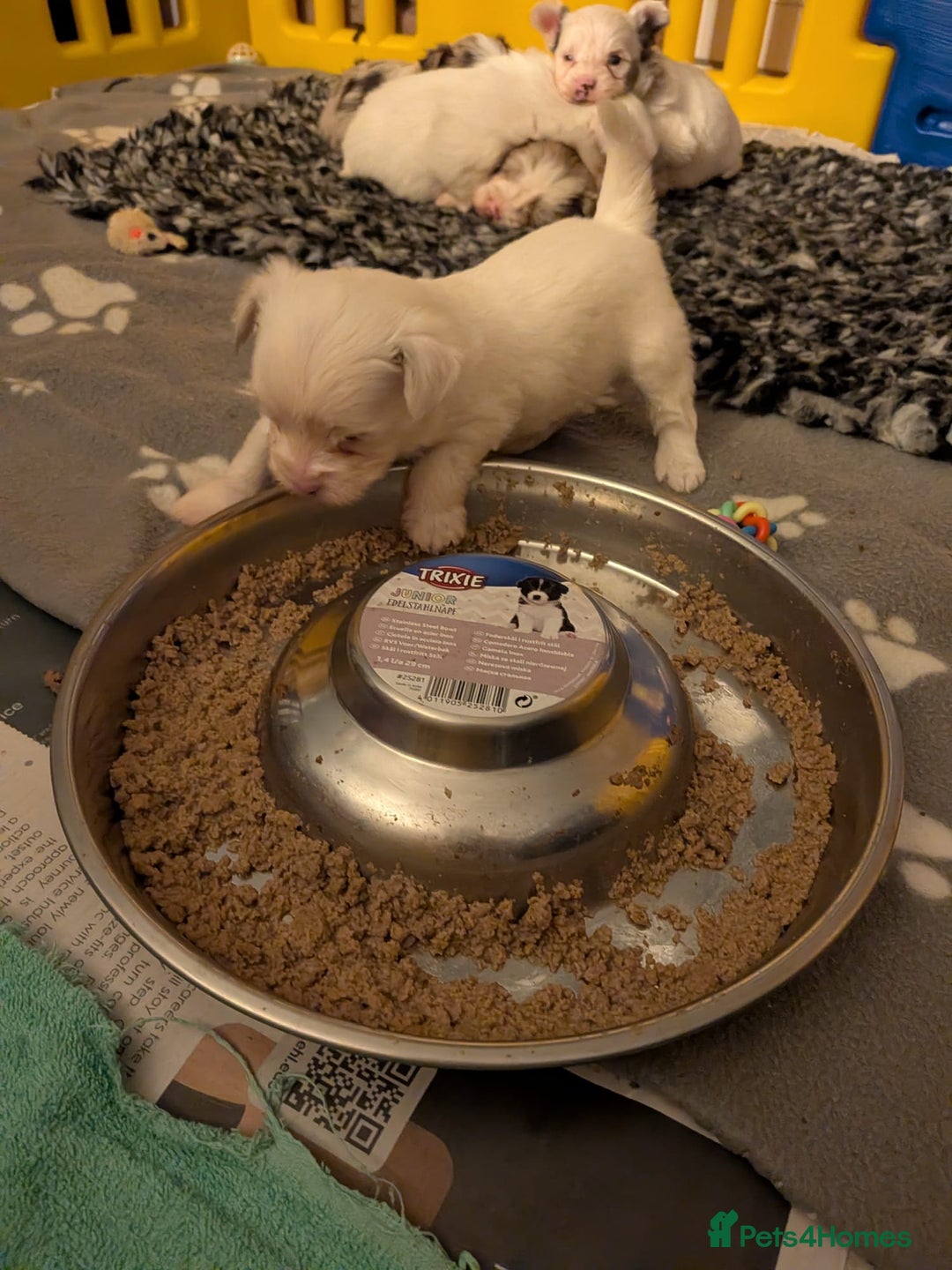 Biewer Terrier dogs for adoption: ❤️🐶 Sweet Pups Looking forResponsible Homes 🐶❤️ - Advert 2