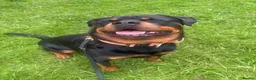 Rottweiler dogs for sale: 2 year old boy looking for forever home  - Advert 5