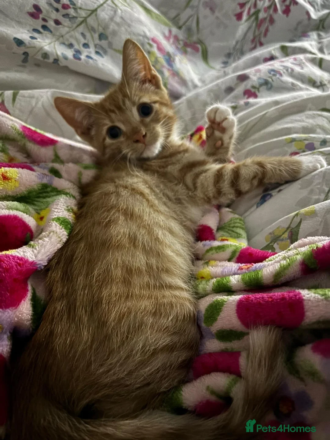 Mixed Breed cats for sale: Beautifully female ginger kitten - Advert 2