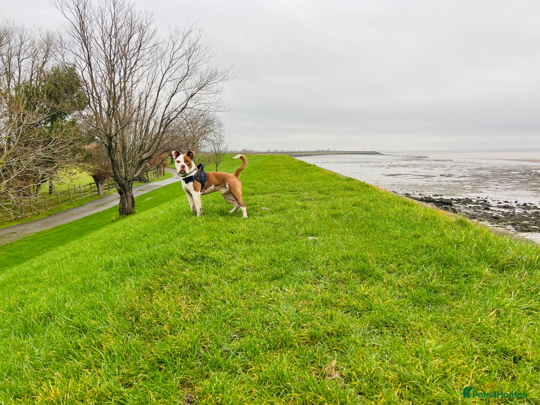 Dorset Olde Tyme Bulldogge dogs for sale: Reggie, looking for a loving family environment - Advert 9