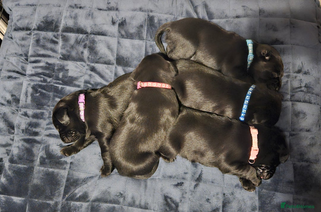 Labrador Retriever dogs for sale: Black labrador puppies - Advert 6