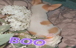 Chihuahua dogs for sale: Chihuahua pups stunning - Image 15