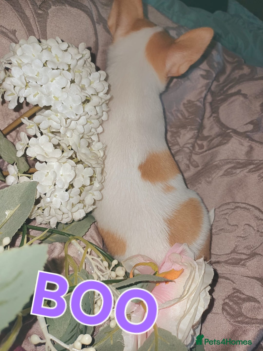 Chihuahua dogs for sale: Chihuahua pups stunning - Image 15