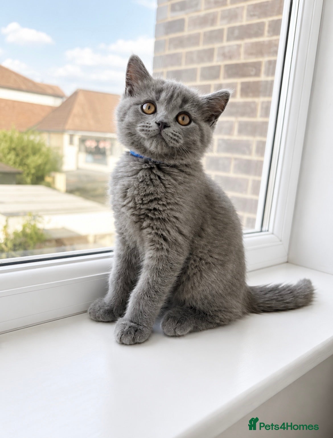 British Shorthair cats READY NOW! British Shorthair blue & lilac kittens - Advert 10