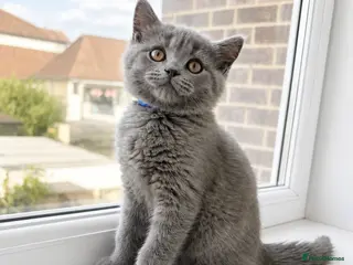 British Shorthair cats READY NOW! British Shorthair blue & lilac kittens - Advert 1