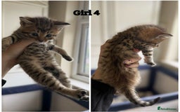 Domestic Shorthair cats for sale: Kittens - Image 6