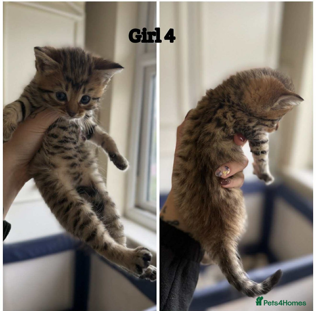 Domestic Shorthair cats for sale: Kittens - Image 6