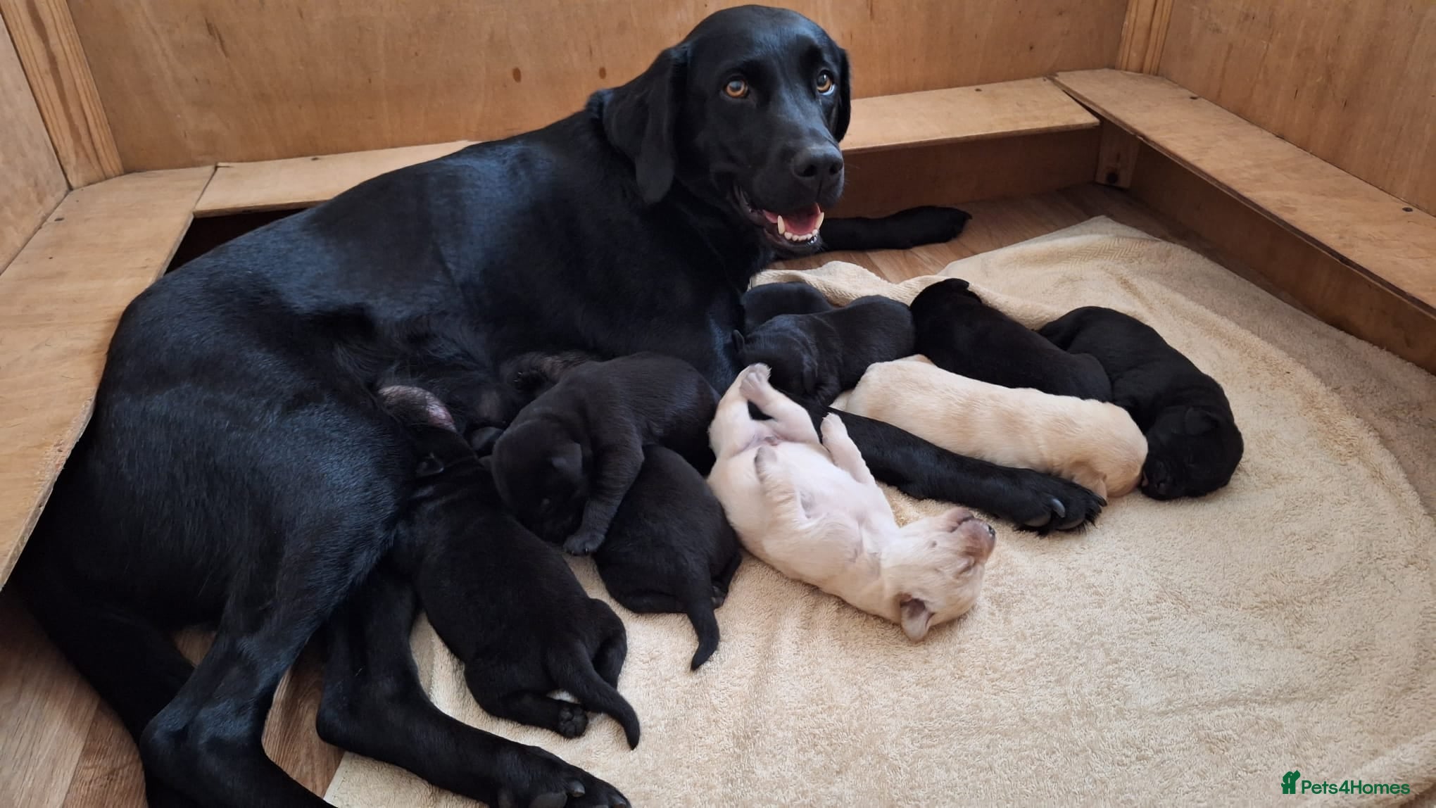 Labrador Retriever dogs Kc Registered Labrador Retriever Puppies - Advert 1