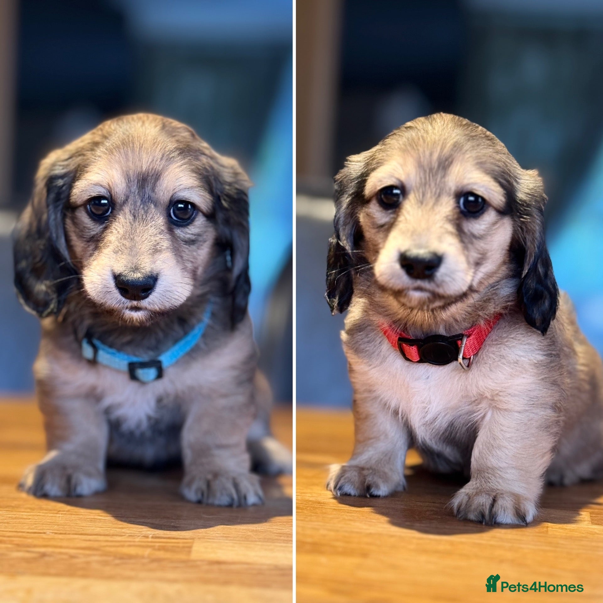Miniature Dachshund dogs KC Registered Cream Long Haired Mini Dachshunds - Advert 6