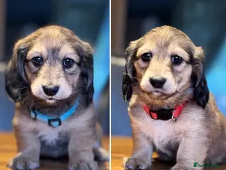 Miniature Dachshund dogs KC Registered Cream Long Haired Mini Dachshunds - Advert 6