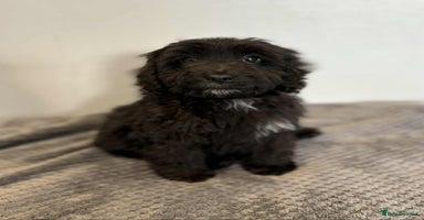 Cockapoo dogs - Advert 3