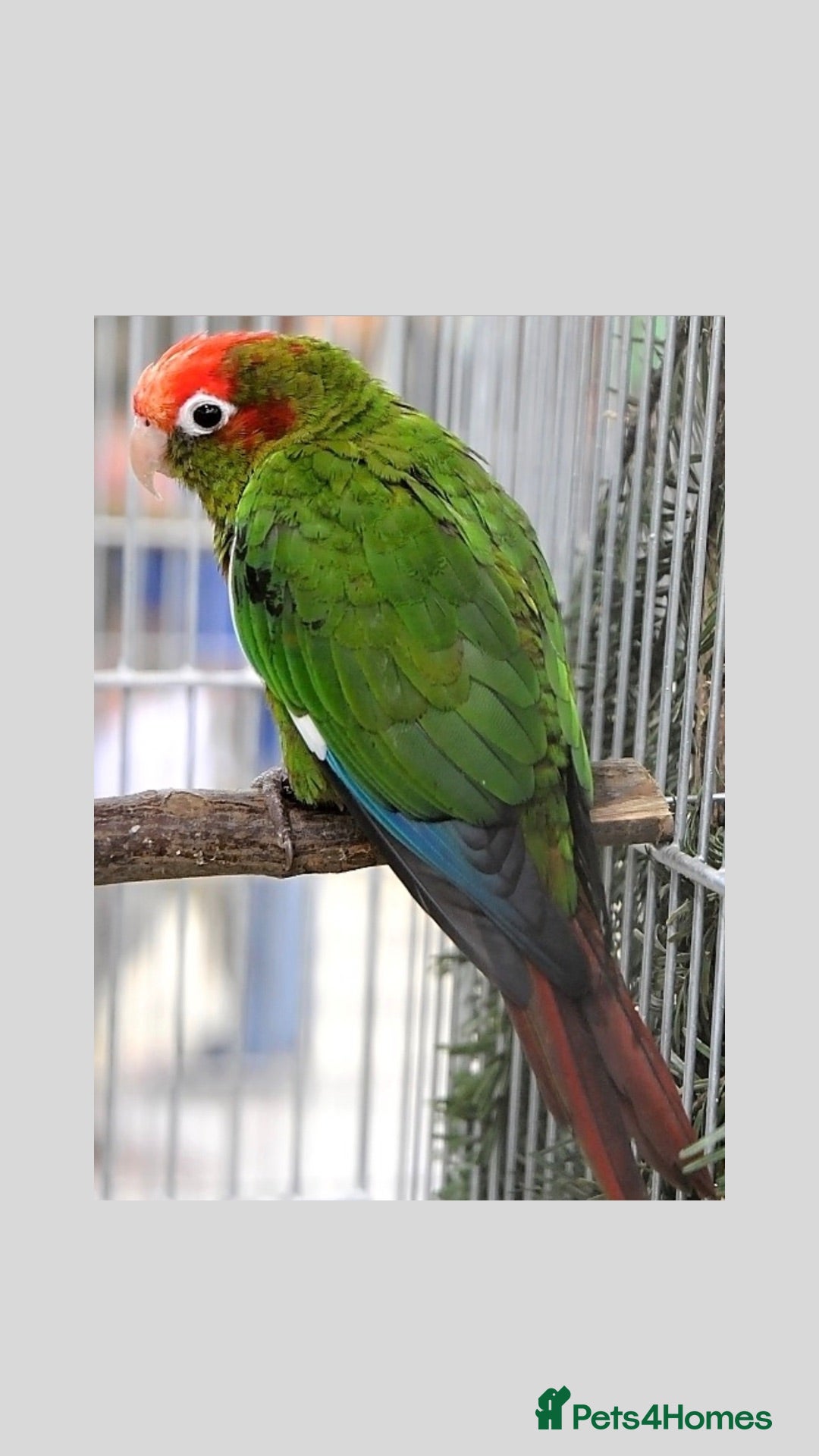 Conures birds Rose-Crowned Conures & Pearly Conure - Advert 1