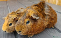 Guinea Pig rodents for sale: Happy, Healthy, Handsome & Confident Pet Boars - Image 7