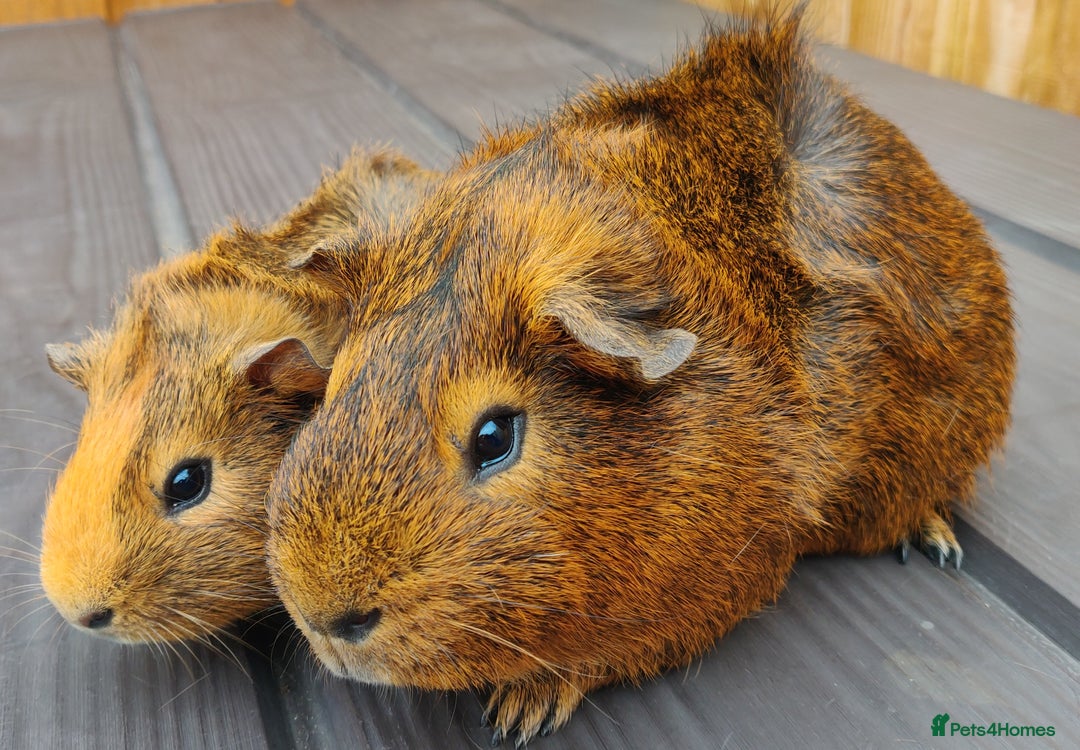 Guinea Pig rodents for sale: Happy, Healthy, Handsome & Confident Pet Boars - Image 7