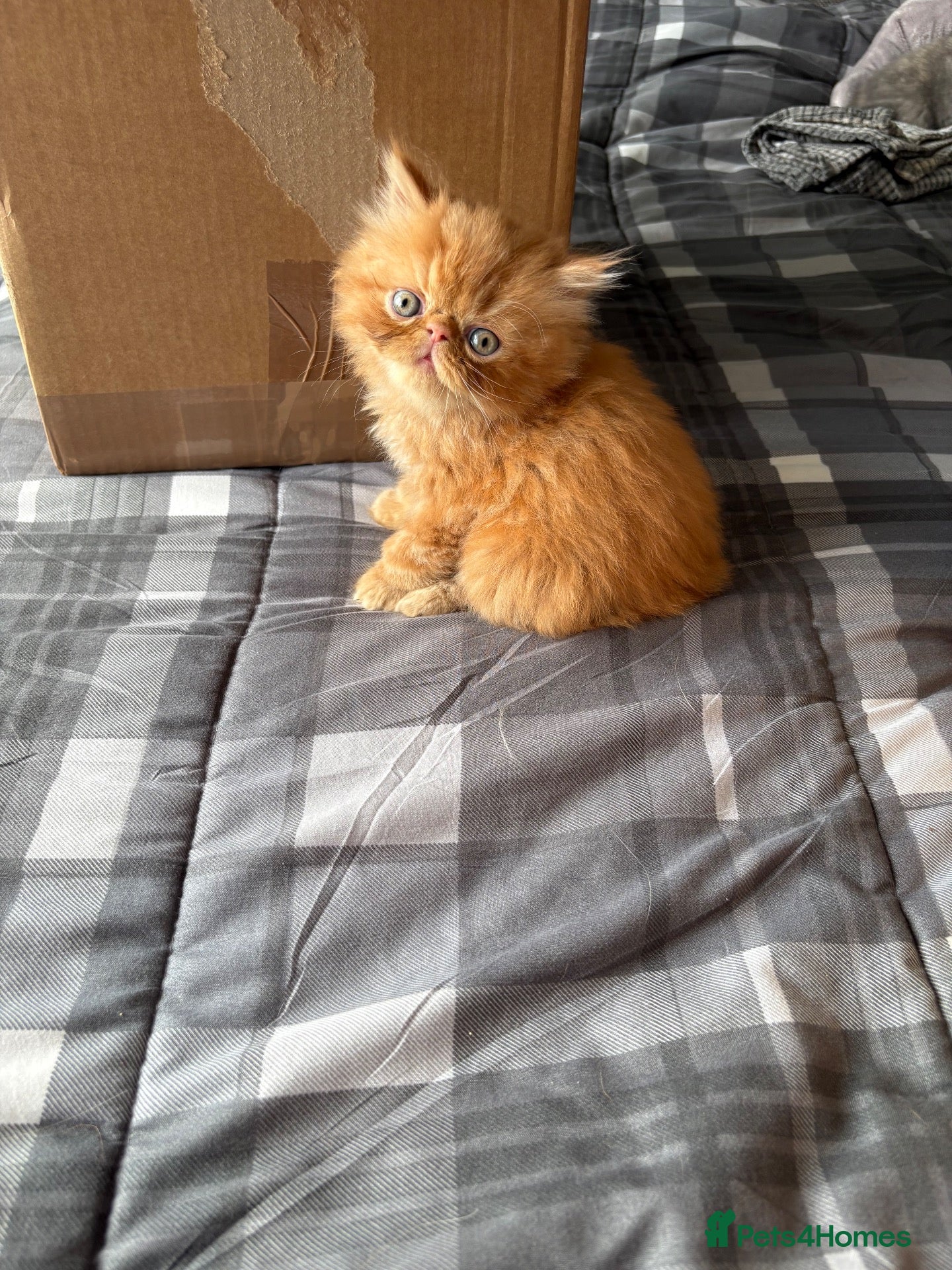 Exotic cats Beautiful exotic / Persian kittens 1 male 1 female - Advert 2