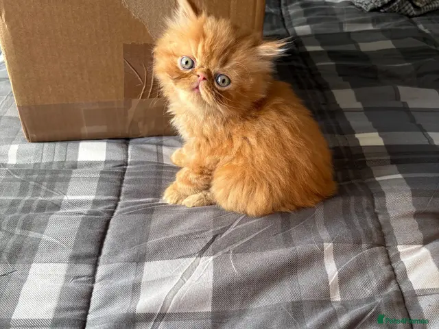 Exotic cats for sale: Beautiful exotic / Persian kittens 1 male 1 female - Advert 2
