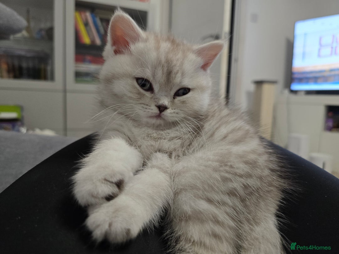 Scottish Fold cats for sale: 🐾Scottish Fold/Scottish Straight Kittens for Sale - Advert 12