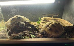 Hermann Tortoise reptiles for sale: Hermann’s tortoises  - Image 1