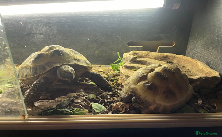 Hermann Tortoise reptiles - Advert 1