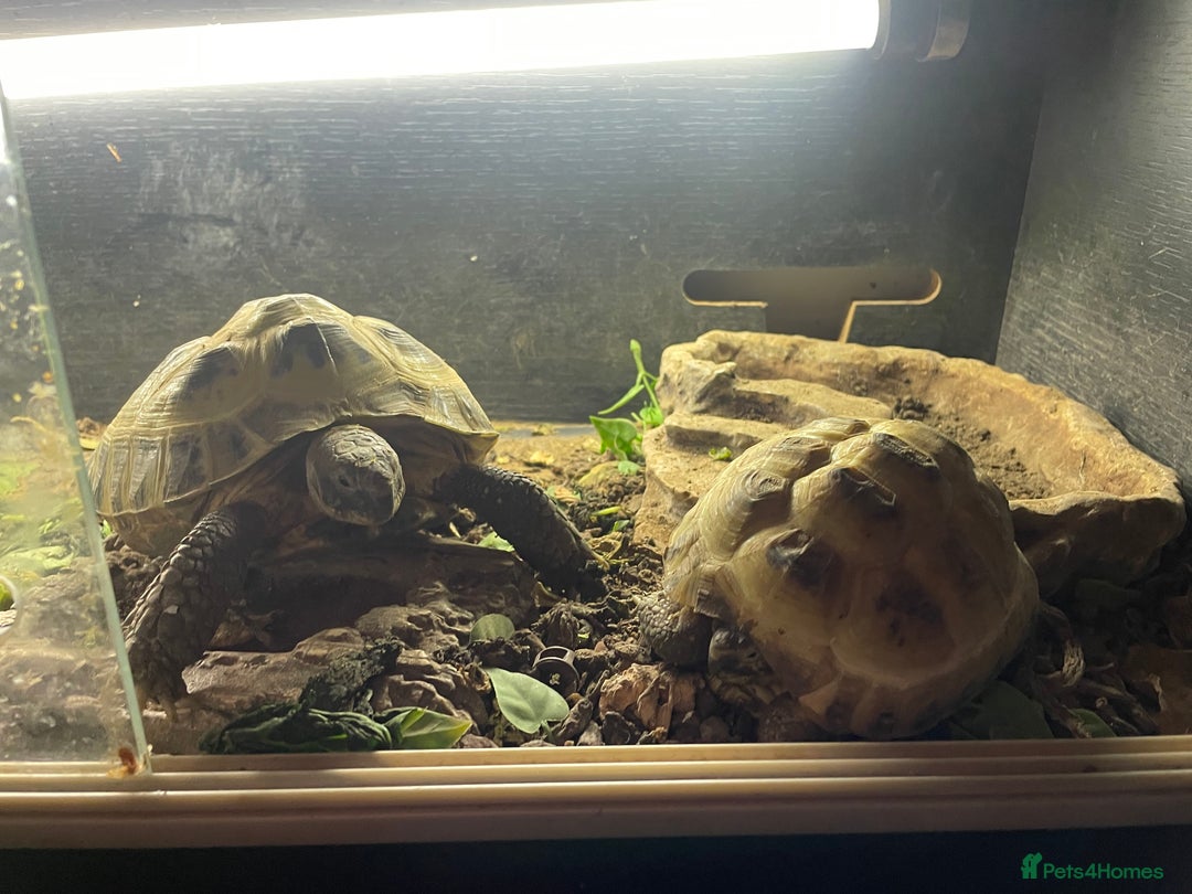 Hermann Tortoise reptiles for sale: Hermann’s tortoises  - Image 1