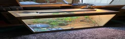 Chameleon reptiles for sale: Yemen Chameleon + Vivarium Setup Kit - Advert 14
