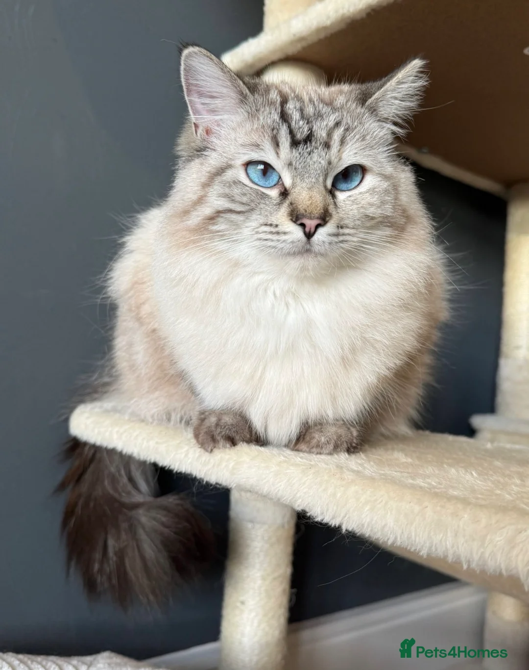 Ragdoll cats for sale: 🌟 Beautiful Pedigree Cats Looking for Loving Home - Advert 20