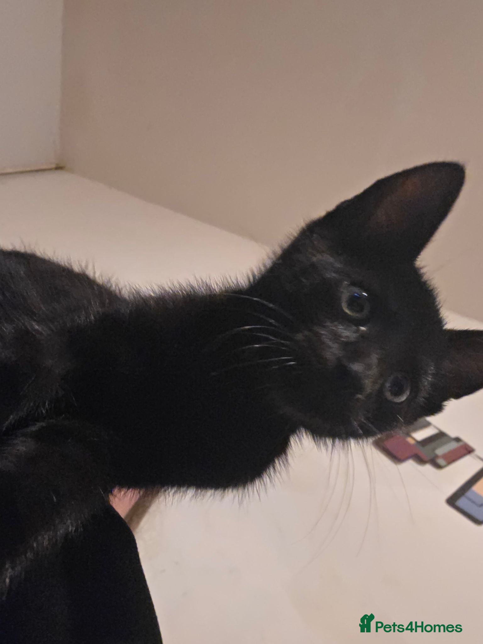 Mixed Breed cats 1 beautiful kitten Left - Advert 1