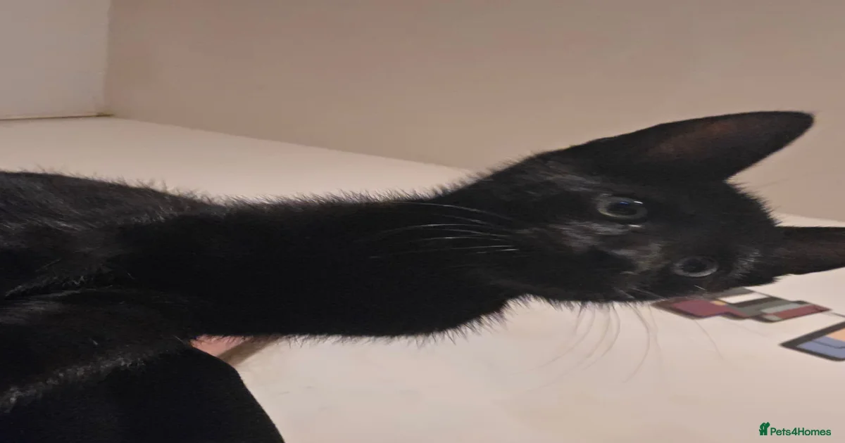 Mixed Breed Kittens for sale in Aylesbury, Buckinghamshire | Pets4Homes