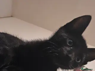 Mixed Breed cats 1 beautiful kitten Left - Advert 1