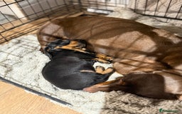 Dachshund dogs for sale: Black and Tan dachshund  - Advert 6