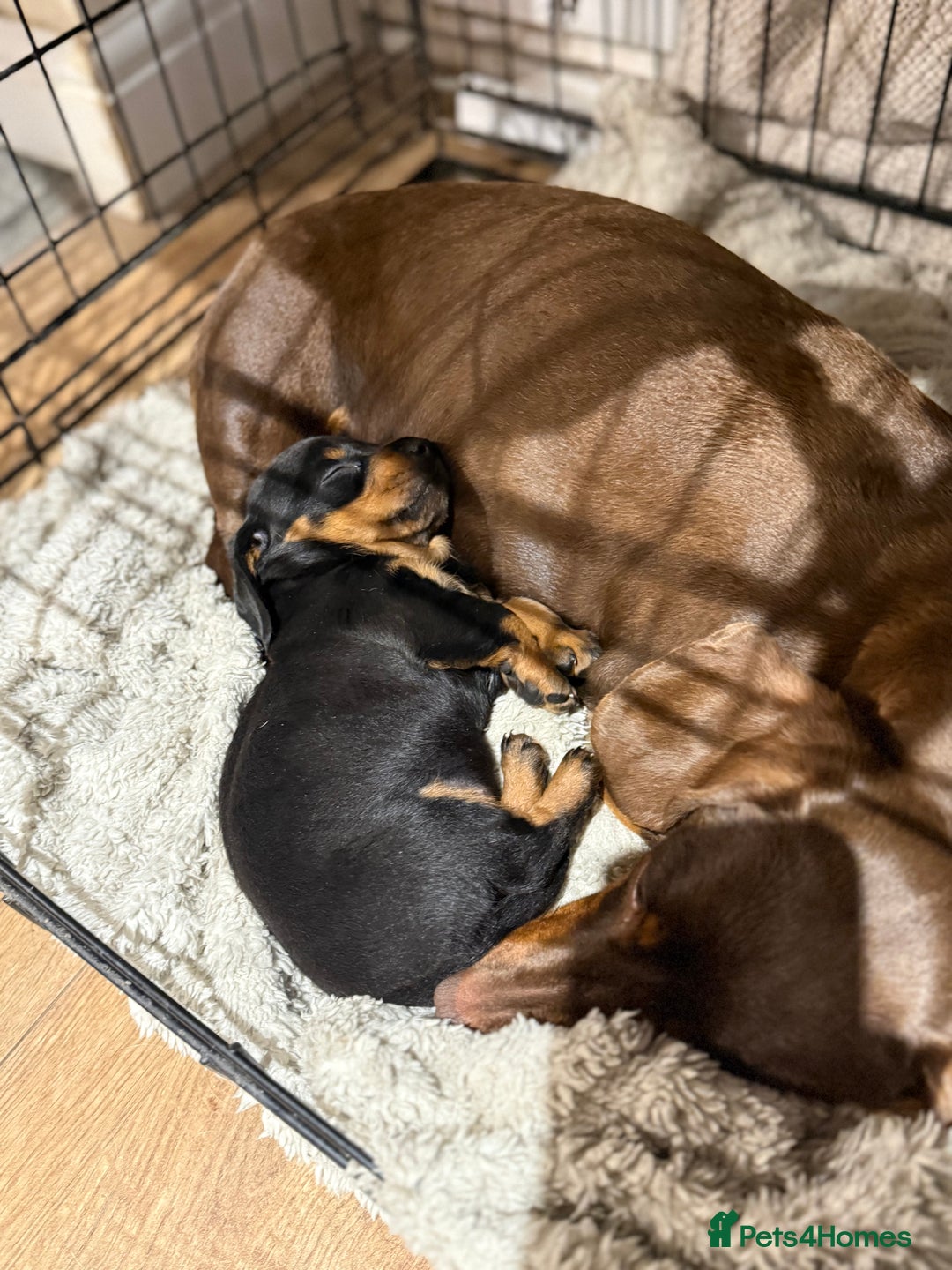 Dachshund dogs for sale: Black and Tan dachshund  - Advert 6