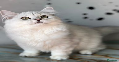 British Longhair cats - Advert 8