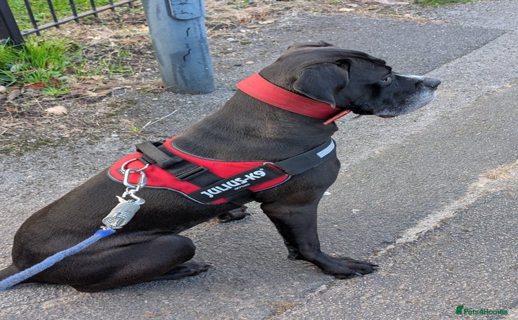 Cane Corso dogs - Advert 12