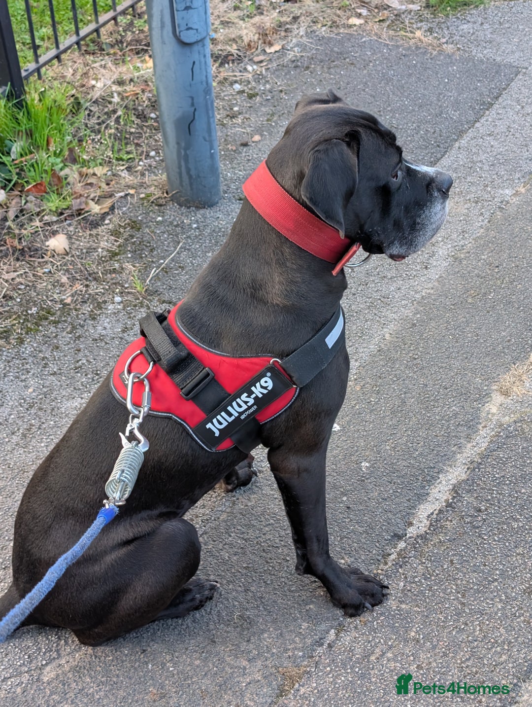Cane Corso dogs for sale: REHOMING Cane Corso Female - Advert 1
