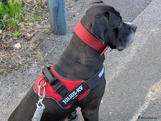 Cane Corso dogs - Advert 21