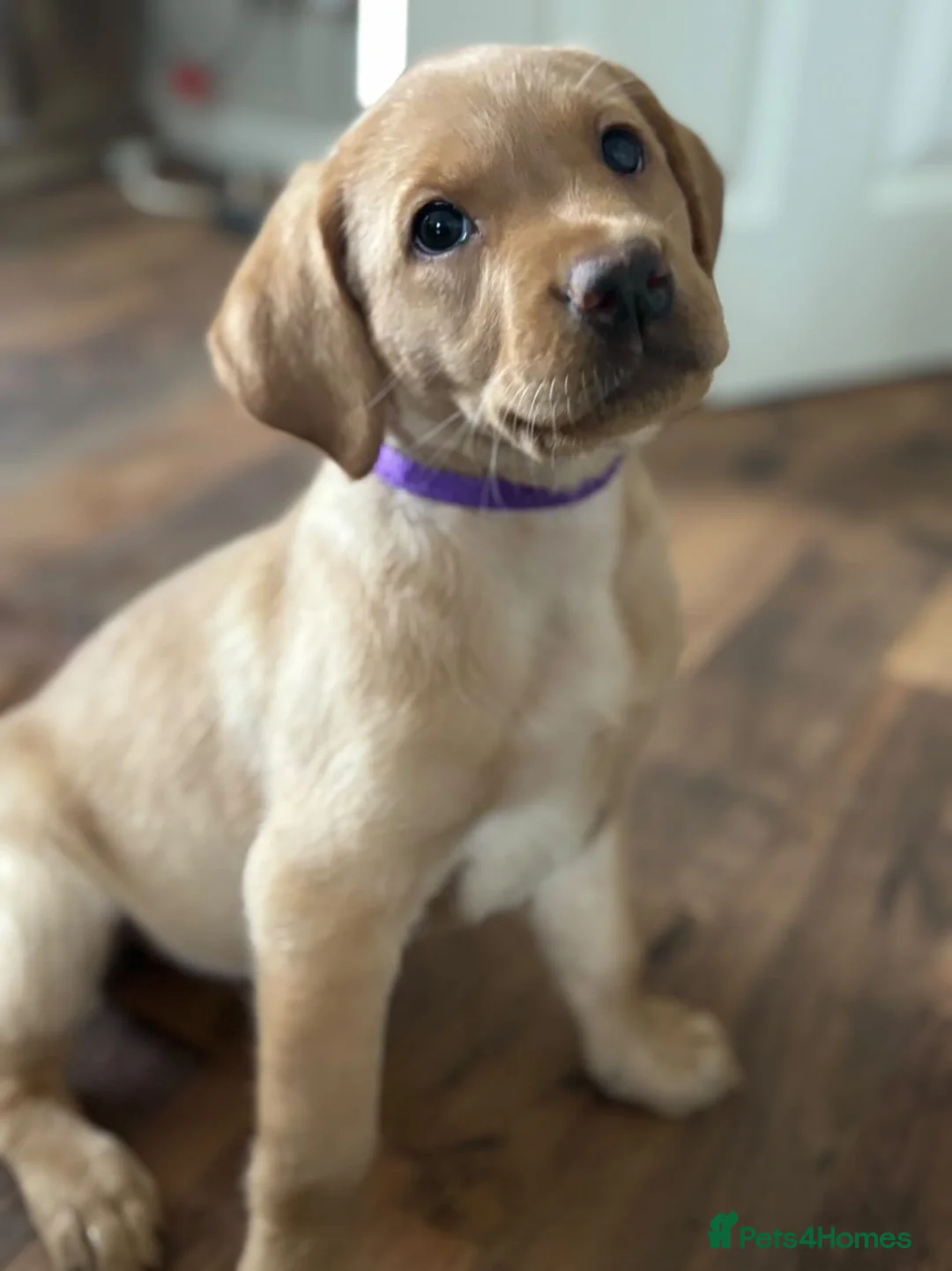 Labrador Retriever dogs for sale: 1 PUP LEFT (Labrador puppies)  - Advert 2