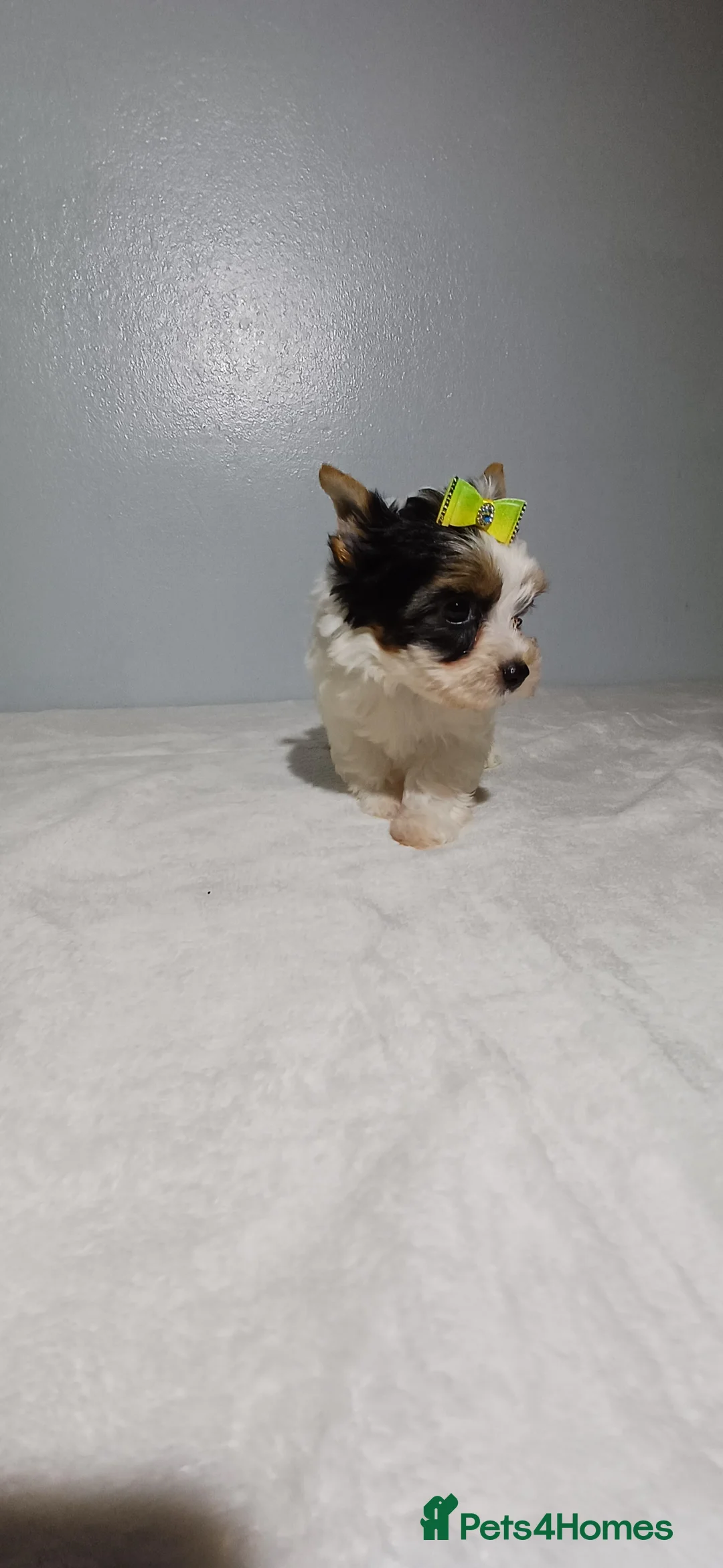 Yorkshire Terrier dogs for sale: 100% Biewer yorkshire-terrier Pedigree  - Advert 18