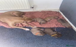 Mixed Breed dogs for sale: 🐶Staffy x Belgian Malinois puppies🐶 - Image 6