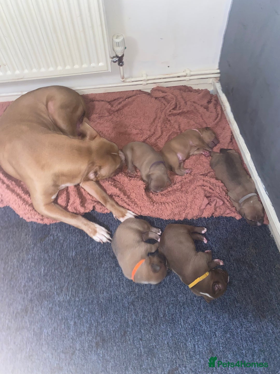 Mixed Breed dogs for sale: 🐶Staffy x Belgian Malinois puppies🐶 - Image 6