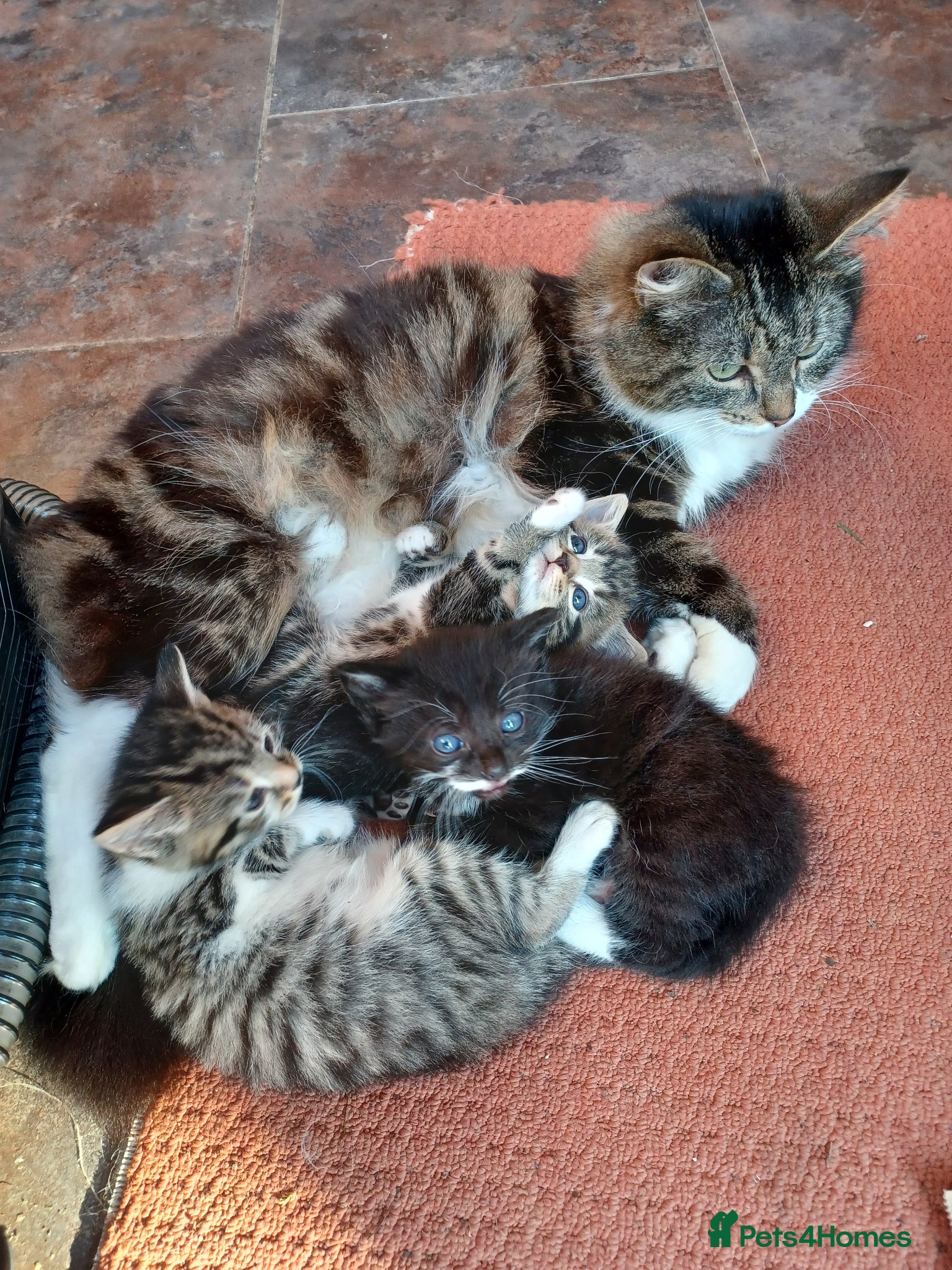 Mixed Breed cats Playful loveable kittens - Advert 4