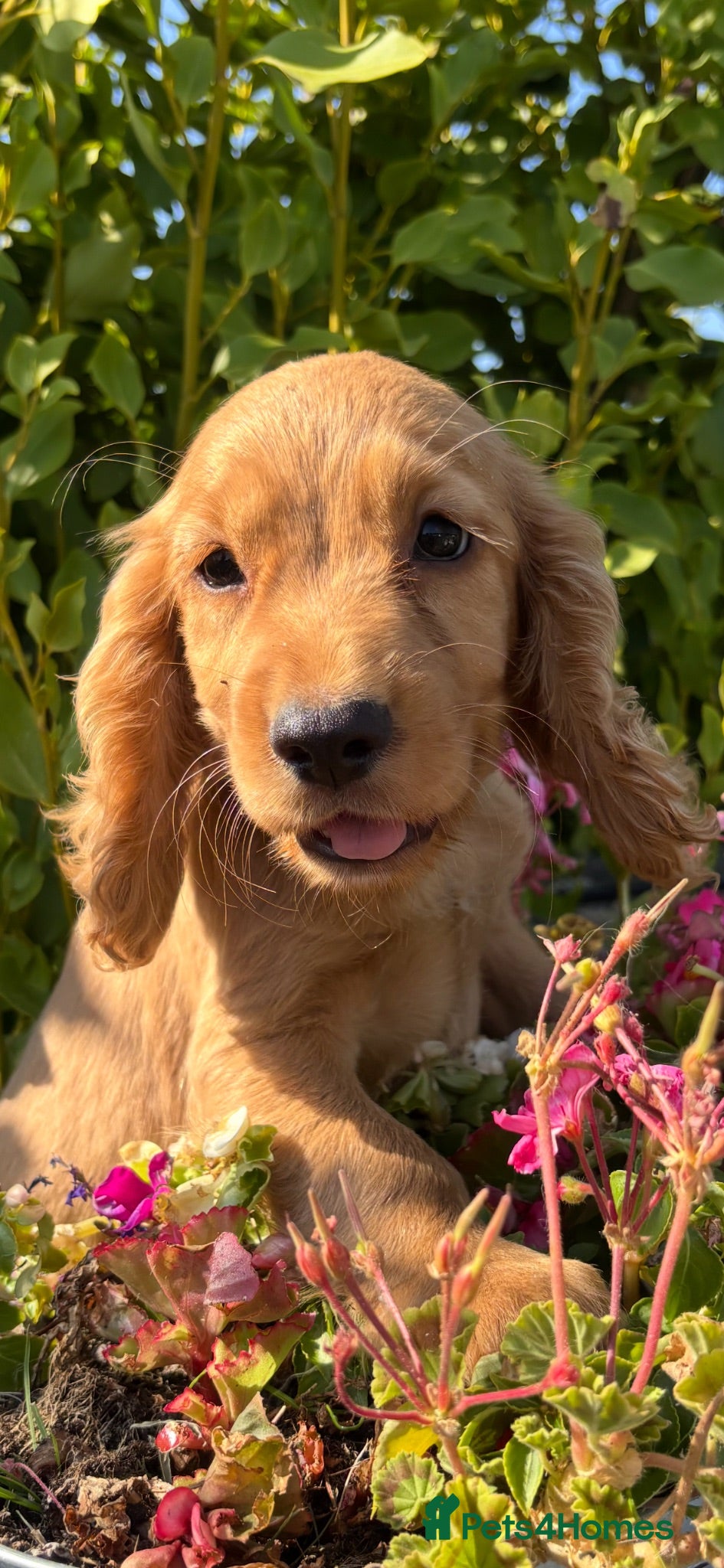 Cocker Spaniel dogs Only 2 left - Advert 13