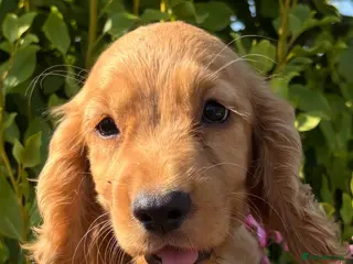 Cocker Spaniel dogs Only 2 left - Advert 13
