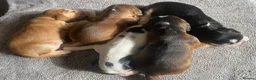 Cocker Spaniel dogs for sale: Show Type Cocker Spaniel Puppies - Advert 3