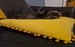 French Bulldog dogs for sale: French Bulldog puppies (1 lilac and tan left) - Image 16