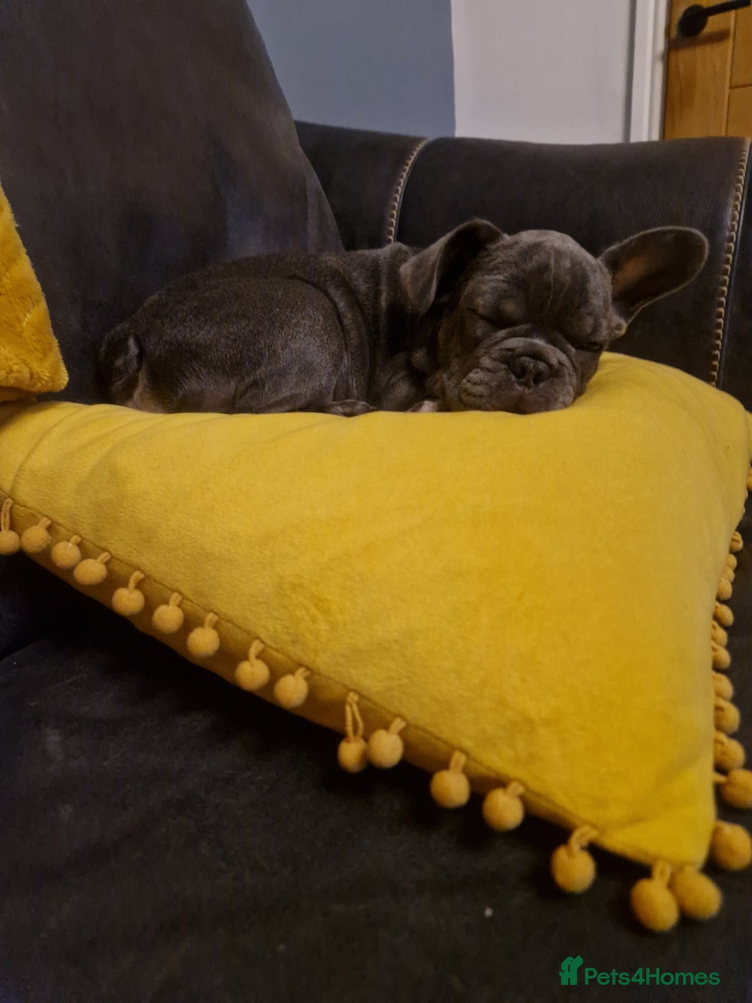 French Bulldog dogs for sale: French Bulldog puppies (1 lilac and tan left) - Image 16