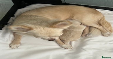 Chihuahua dogs - Advert 4