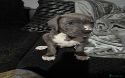 Mixed Breed dogs for sale: Male puppy  - Image 6