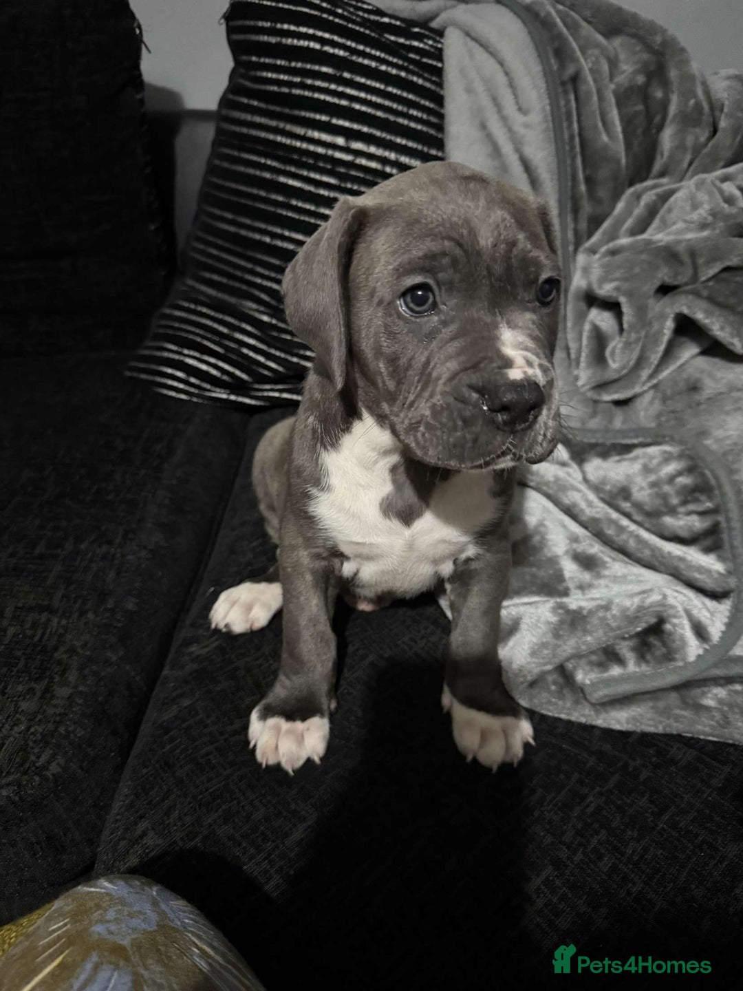 Mixed Breed dogs for sale: Male puppy  - Image 6