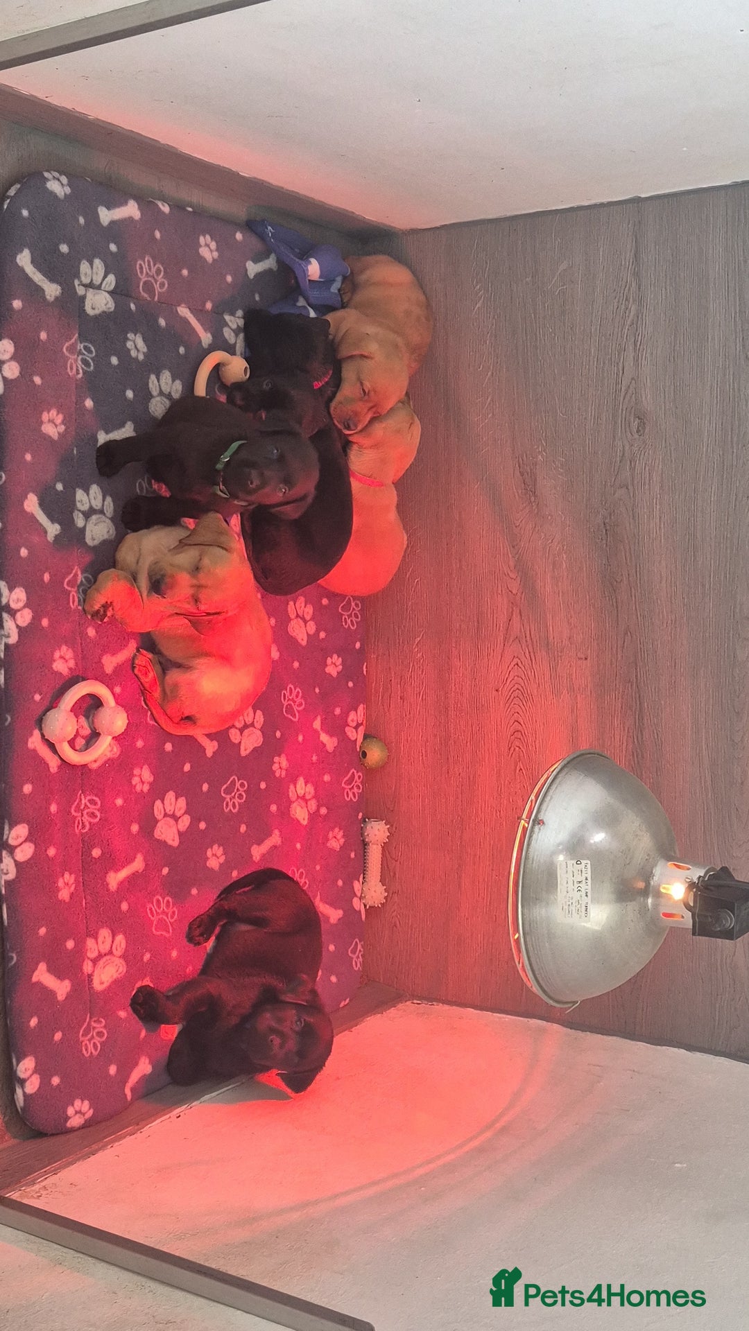 Labrador Retriever dogs for sale: Labrador puppies  - Image 14